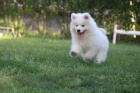 Samojed tata