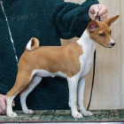 ttka Basenji