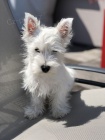 West Highland White Terriers