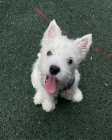 teniatka West Highland White Terriers