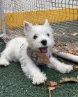 teniatka West Highland White Terriers