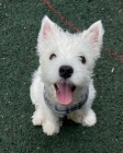 teniatka West Highland White Terriers