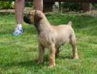 Boerboel (jihoafrick mastif) tata