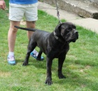 Boerboel (jihoafrick mastif) tata