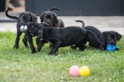 Cane Corso tata