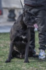 Cane Corso tata