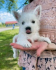 Predm mini teniatka West Highland White Terriers