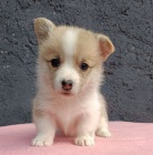 Pembroke Welsh Corgi tata