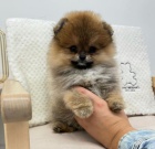 tata pomeranian