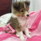 tata Sheltie