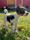 tata jack russell terira.