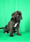 Cane Corso tata