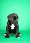 Cane Corso tata