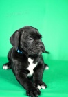 Cane Corso tata