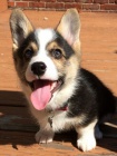 krsn a andlsk tata Pembroke Welsh Corgi na prodej.