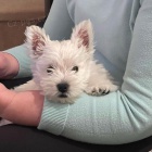 tata West Highland White Terriers