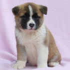 tata akita inu