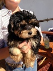 TTKO YORKIPOO