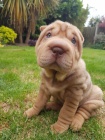 shar-pei.