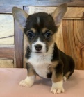 tata Pembroke Welsh Corgi