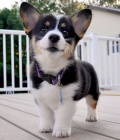 tata Pembroke Welsh Corgi