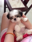 tata SHIH TZU