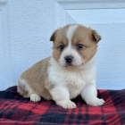 tata Pembroke Welsh Corgi