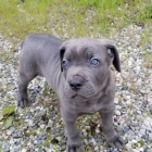 tata italskho Cane Corso