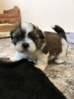 tata SHIH TZU