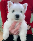 tata West Highland White Terriers