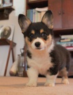 Prodm krsn ttka Cardigan Welsh corgi.