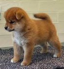 tata shiba inu