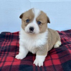 tata Pembroke Welsh Corgi