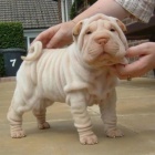 shar-pei.