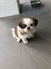 tata SHIH TZU