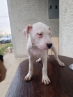 Dogo Argentino tata