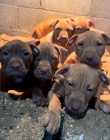 APBT ,americk pitbullterier, pittbul , pittbull terir tata