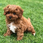 tata Cavapoo