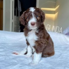 Prodm tata AUSSIEDOODLE