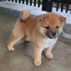 tata shiba inu