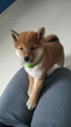 tata shiba inu