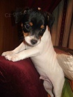 tata jack russell terira.