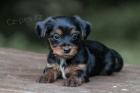 TTKO YORKIPOO