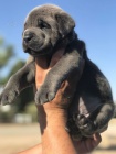 tata italskho Cane Corso