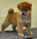 tata shiba inu