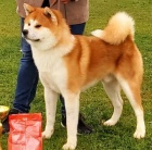 Japonsk Akita Inu tata