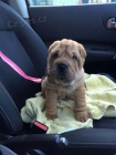 tata okovan shar-pei.