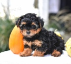 TTKO YORKIPOO