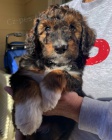 Prodm tata AUSSIEDOODLE