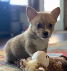 tata Pembroke Welsh Corgi